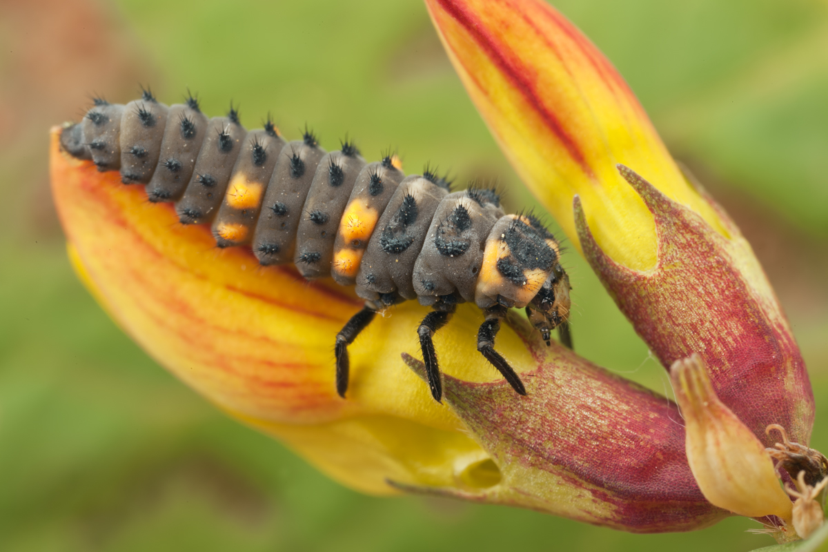 Seven-Spot Ladybird Larva